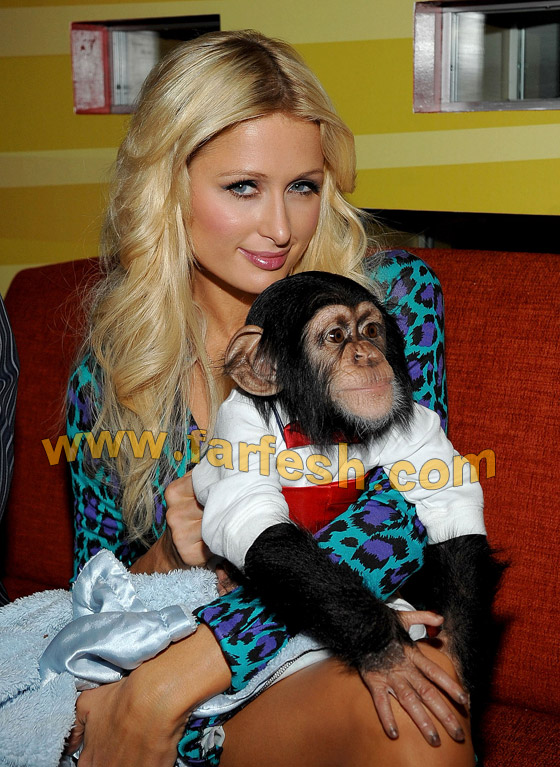 هل تتمنى أن تكون قرد؟ تقبل وتداعب باريس هيلتون!!!  صورة رقم 4 هل تتمنى أن تكون قرد؟ تقبل وتداعب باريس هيلتون!!!  صورة رقم 4