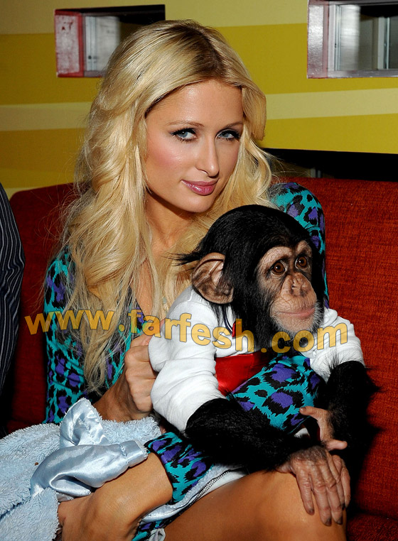 هل تتمنى أن تكون قرد؟ تقبل وتداعب باريس هيلتون!!!  صورة رقم 2 هل تتمنى أن تكون قرد؟ تقبل وتداعب باريس هيلتون!!!  صورة رقم 2