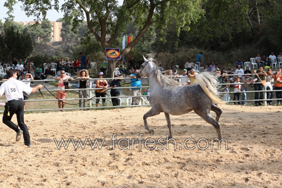 لبانا ملكة جمال الخيول العربي الاصيلة  صورة رقم 3