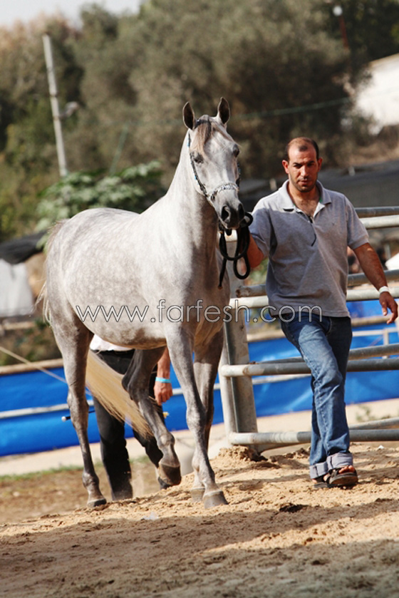 لبانا ملكة جمال الخيول العربي الاصيلة  صورة رقم 4
