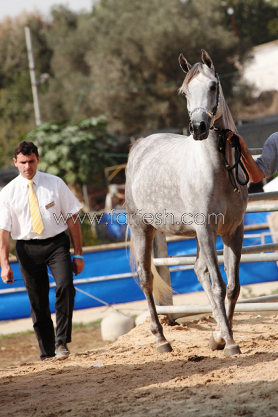 لبانا ملكة جمال الخيول العربي الاصيلة  صورة رقم 6