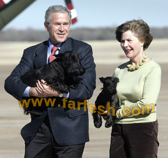 بعد 9 أشهر من الغياب.. بوش: غائط كلبي غير حياتي!!!  صورة رقم 2