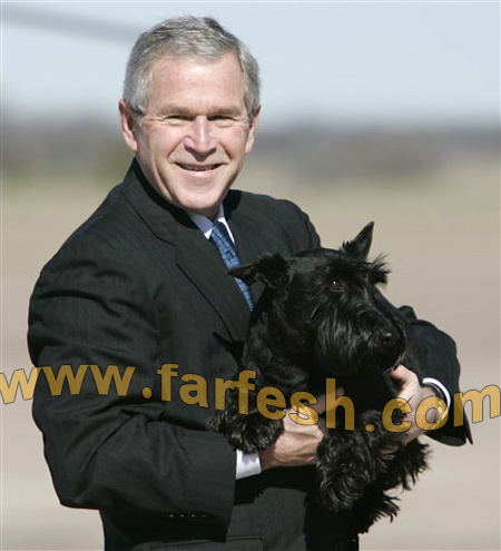 بعد 9 أشهر من الغياب.. بوش: غائط كلبي غير حياتي!!!  صورة رقم 4