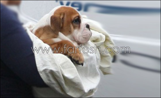 تذكرة سفر كلب ديفيد بيكهام بـ.. 3250 دولارا فقط!! صورة رقم 1 تذكرة سفر كلب ديفيد بيكهام بـ.. 3250 دولارا فقط!! صورة رقم 1