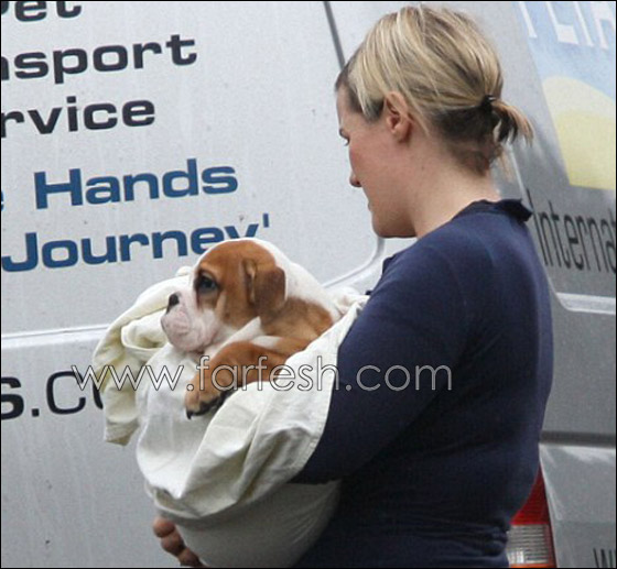 تذكرة سفر كلب ديفيد بيكهام بـ.. 3250 دولارا فقط!! صورة رقم 2 تذكرة سفر كلب ديفيد بيكهام بـ.. 3250 دولارا فقط!! صورة رقم 2