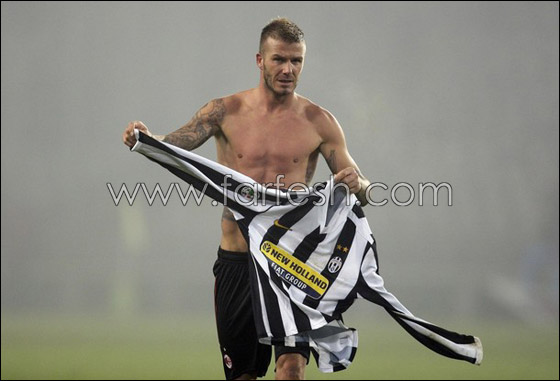 تذكرة سفر كلب ديفيد بيكهام بـ.. 3250 دولارا فقط!! صورة رقم 5 تذكرة سفر كلب ديفيد بيكهام بـ.. 3250 دولارا فقط!! صورة رقم 5