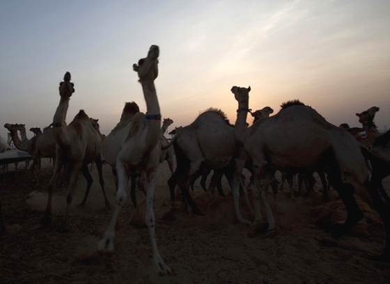 لحوم وحليب الإبل.. الوجبات المفضلة لدى السائحين لدبي  صورة رقم 6