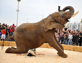 خلال عرض السيرك.. فيل يدوس على مدربه حتى الموت!! صورة رقم 1