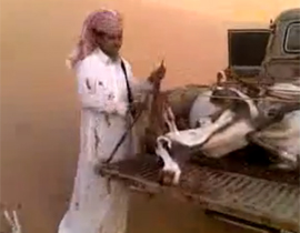اعتقال سعوديين تمتعا بقتل 20 غزالا في محمية  صورة رقم 1