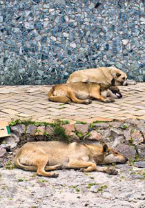 حملة ابادة الكلاب الضالة في بغداد! صورة رقم 1