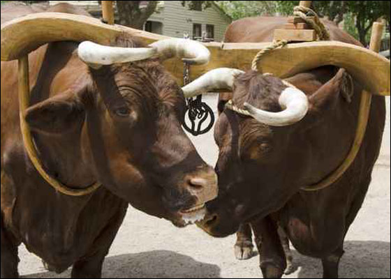 رفقا بالحيوان: حظر مصارعة الثيران في اسبانيا! صورة رقم 1