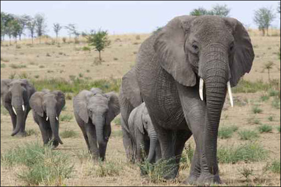 8 فيلة تسبب بمقتل شاب أندونيسي في منزله! صورة رقم 1