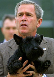 جورج بوش يجمع فضلات كلبه بنفسه بعد مغادرته البيت الأبيض! صورة رقم 1