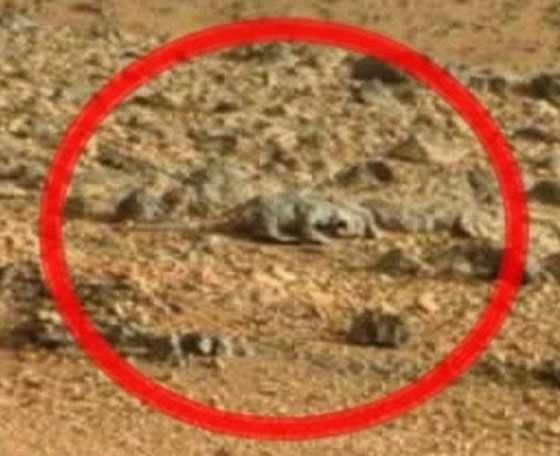 اكتشاف سحلية كأول دليل للحياة على كوكب المريخ  	 صورة رقم 2