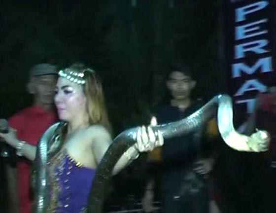وفاة مغنية بوب شابة لدغتها افعى كوبرا على المسرح.. فيديو صورة رقم 5 وفاة مغنية بوب شابة لدغتها افعى كوبرا على المسرح.. فيديو صورة رقم 5