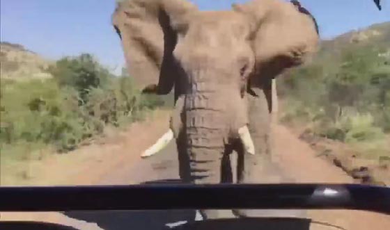ارنولد شوارزينغر يفعلها في سرواله بعد مهاجمة فيل غاضب سيارته صورة رقم 4 ارنولد شوارزينغر يفعلها في سرواله بعد مهاجمة فيل غاضب سيارته صورة رقم 4