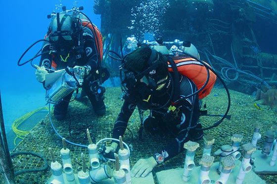 رواد فضاء يعيشون تحت الماء استعدادا لاقتحام العالم الخارجي.. فيديو صورة رقم 10