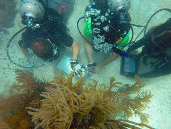 رواد فضاء يعيشون تحت الماء استعدادا لاقتحام العالم الخارجي.. فيديو صورة رقم 21