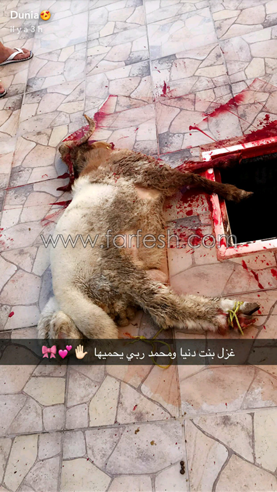 صور: دنيا بطمة تحتفل بعقيقة إبنتها غزل في البحرين صورة رقم 3 صور: دنيا بطمة تحتفل بعقيقة إبنتها غزل في البحرين صورة رقم 3