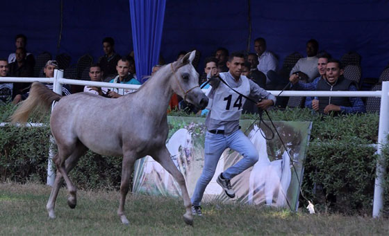 صور الخيول الفائزة بمسابقة جمال الخيول العربية: جيفارا، غزال وحفيد اللهب صورة رقم 6