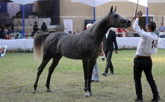 صور الخيول الفائزة بمسابقة جمال الخيول العربية: جيفارا، غزال وحفيد اللهب صورة رقم 17