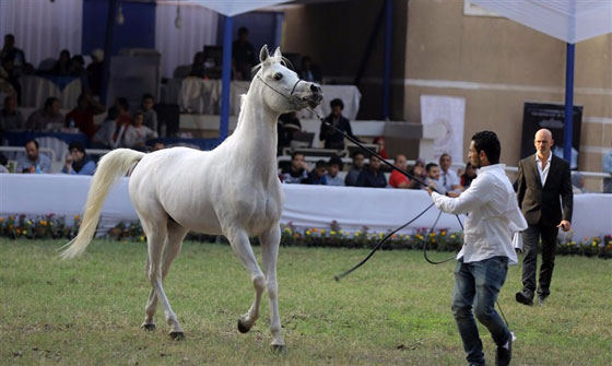 صور الخيول الفائزة بمسابقة جمال الخيول العربية: جيفارا، غزال وحفيد اللهب صورة رقم 18