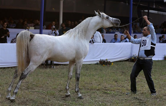 صور الخيول الفائزة بمسابقة جمال الخيول العربية: جيفارا، غزال وحفيد اللهب صورة رقم 19