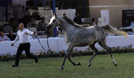 صور الخيول الفائزة بمسابقة جمال الخيول العربية: جيفارا، غزال وحفيد اللهب صورة رقم 15