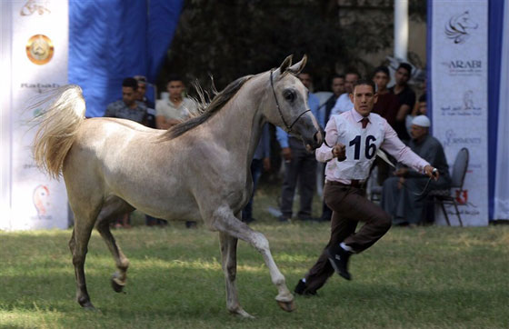 صور الخيول الفائزة بمسابقة جمال الخيول العربية: جيفارا، غزال وحفيد اللهب صورة رقم 13