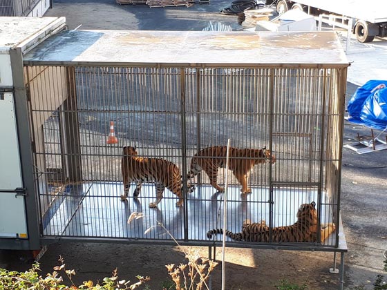 شاهدوا كيف كانت نهاية نمر فر من السيرك ليتجول بباريس صورة رقم 3