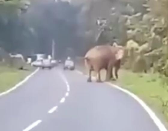 فيديو صادم ومرعب.. فيل يغضب من الصور ويقتل المتطفل صورة رقم 1