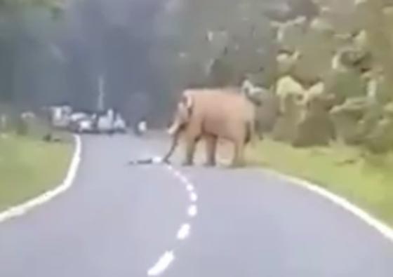 فيديو صادم ومرعب.. فيل يغضب من الصور ويقتل المتطفل صورة رقم 2