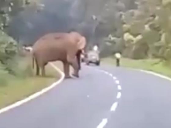 فيديو صادم ومرعب.. فيل يغضب من الصور ويقتل المتطفل صورة رقم 4