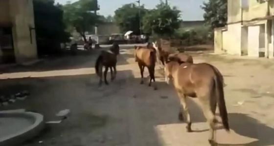 بالفيديو: الشرطة الهندية تعتقل 8 حمير وتسجنها 4 ايام! صورة رقم 3