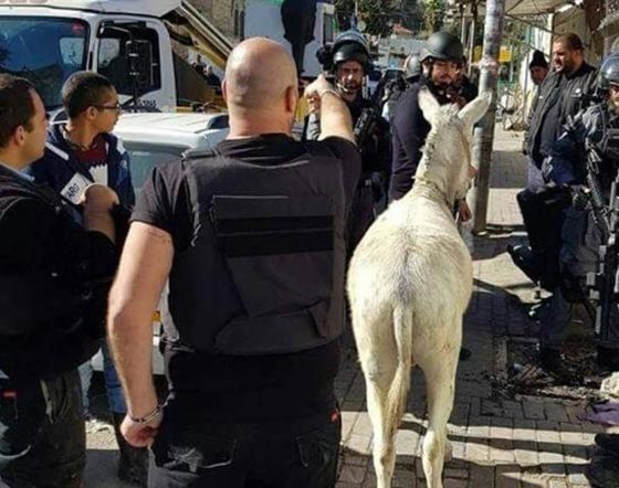 قوات الجيش الاسرائيلي تعتقل حماراً في القدس.. فيديو وصور صورة رقم 2