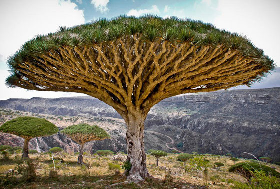 بالصور.. تعرفوا على أغرب وأجمل الأشجار في العالم صورة رقم 3