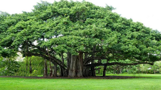 بالصور.. تعرفوا على أغرب وأجمل الأشجار في العالم صورة رقم 1