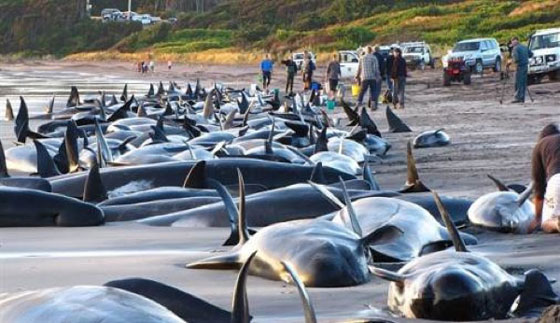 بالصور..  أغرب حوادث القتل الجماعي للحيوانات صورة رقم 4