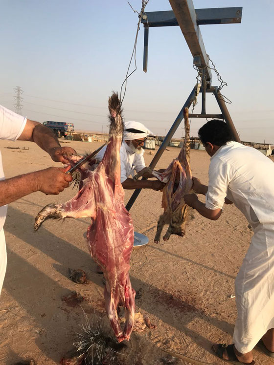  فيديو صادم وبشع: يصطادوا حيوانات من القوارض بالرصاص ويأكلونها صورة رقم 1