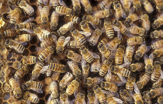 رجل أمريكي ينجو من الموت بأعجوبة بعد تعرضه لأكثر من 600 لدغة من النحل القاتل صورة رقم 3