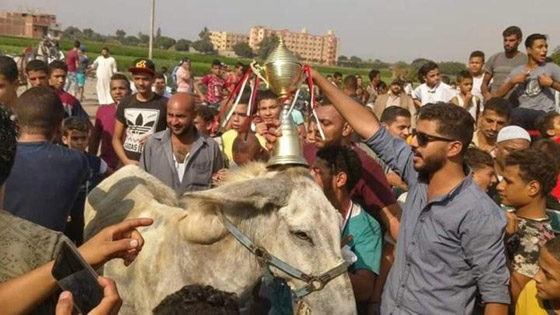 فيديو وصور ماراثون للحمير في مصر.. هذه هي الجوائز وتفاصيل المسابقة صورة رقم 1