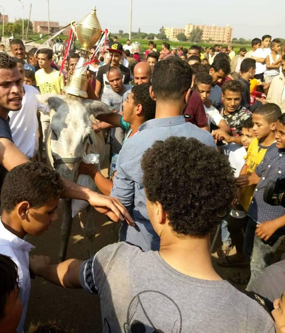 فيديو وصور ماراثون للحمير في مصر.. هذه هي الجوائز وتفاصيل المسابقة صورة رقم 4