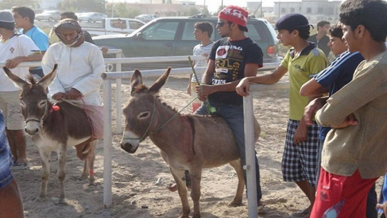 فيديو وصور ماراثون للحمير في مصر.. هذه هي الجوائز وتفاصيل المسابقة صورة رقم 7