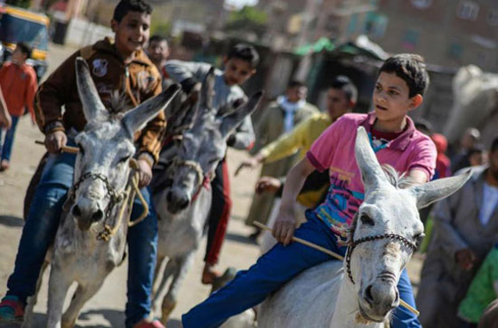 فيديو وصور ماراثون للحمير في مصر.. هذه هي الجوائز وتفاصيل المسابقة صورة رقم 10