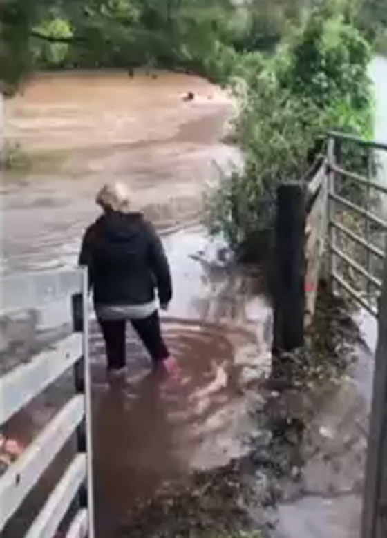 فيديو مغامرة خطيرة.. رجل وحصان في الماء صورة رقم 1