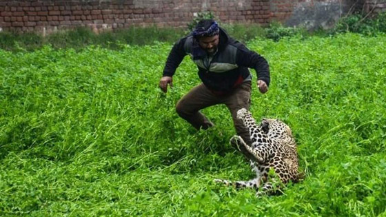 بالفيديو.. فهد يهاجم سكان مدينة هندية صورة رقم 1