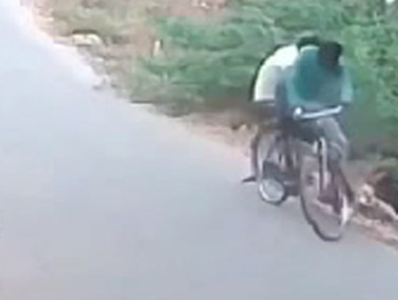 فيديو صادم: كوبرا قاتلة تهاجم مستقلي دراجة صورة رقم 2