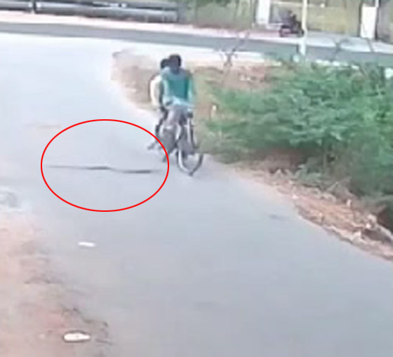 فيديو صادم: كوبرا قاتلة تهاجم مستقلي دراجة صورة رقم 1