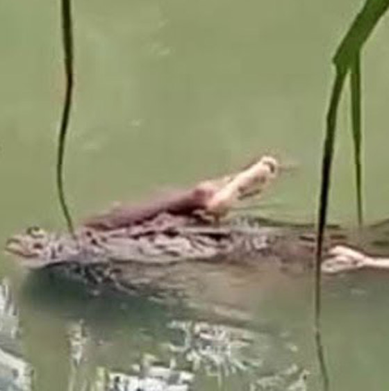 فيديو صادم: تمساح ضخم يمسك رجل بين فكيه صورة رقم 4