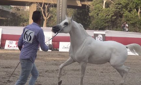 فيديو وصور: مسابقة ملكة جمال الخيول العربية في مصر و(عيّاد) هو الفائز صورة رقم 2